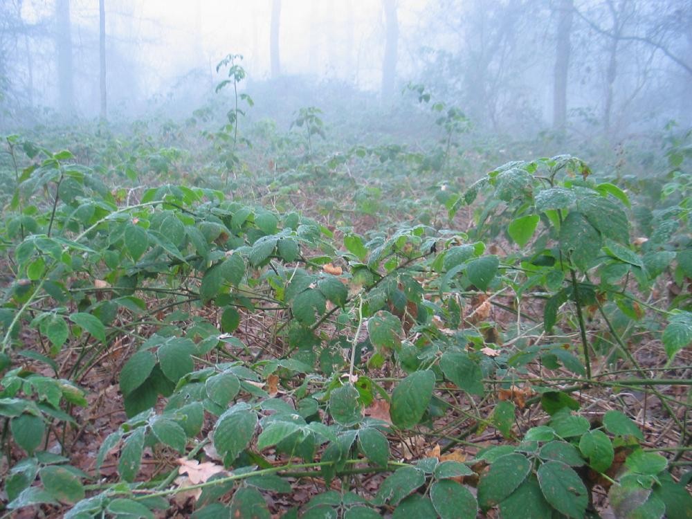 wandelen door het bos